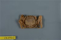 藏品(顆粒擬關公蟹)的圖片